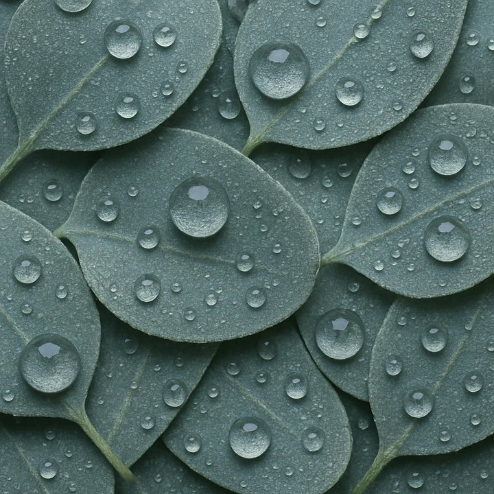 Eucalyptus Oil