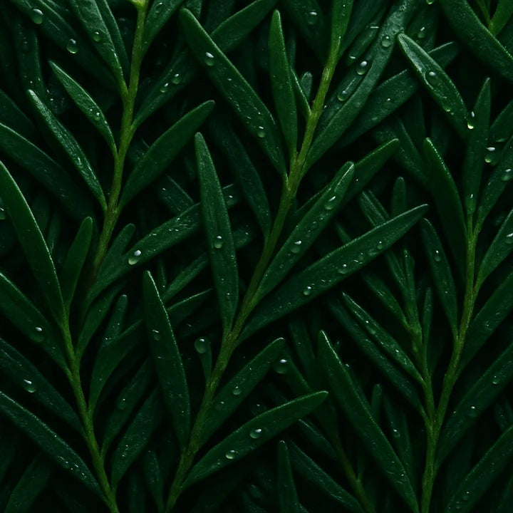 Tea Tree Oil
