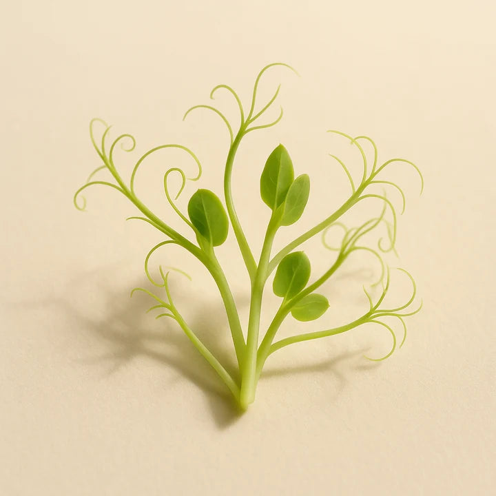 Pisum Sativum (Pea Sprout Extract)