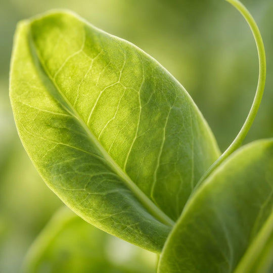 Pisum Sativum (Pea Sprout Extract)