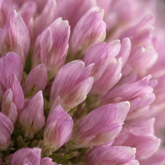 Red Clover (Biochanin A)